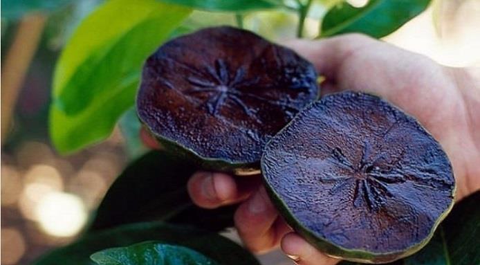 Sapote noire goût chocolat